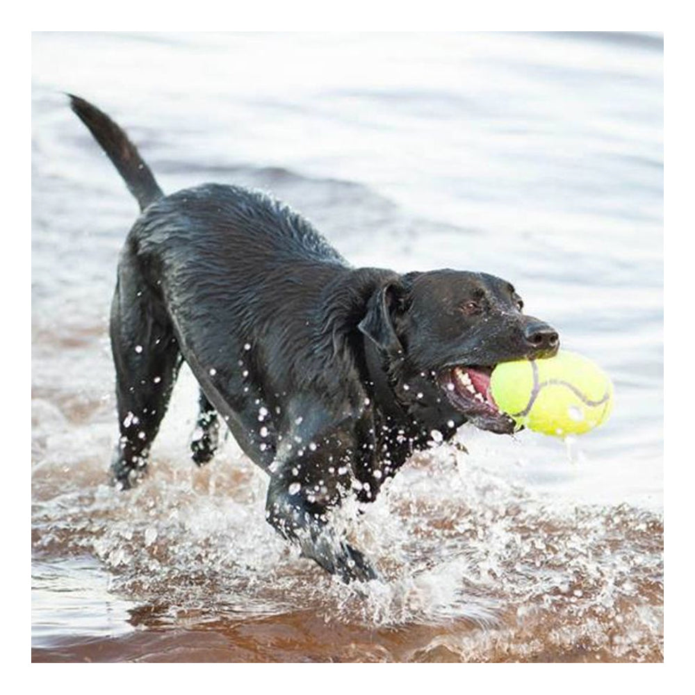 KONG AirDog Squeaker Football