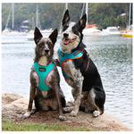 DOOG Neoflex Soft Harness - Neon