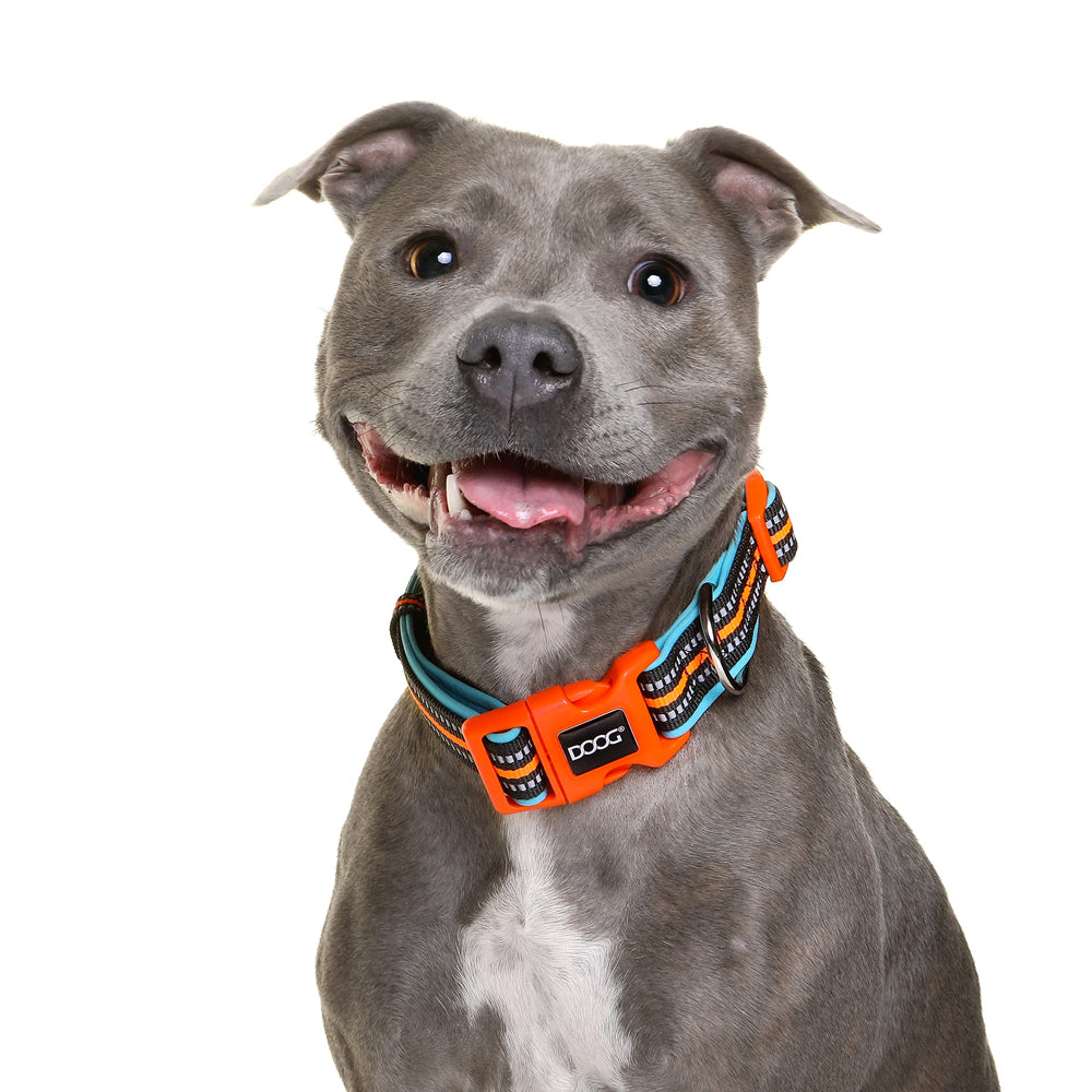 DOOG Neon High Vis Neoprene Dog Collar