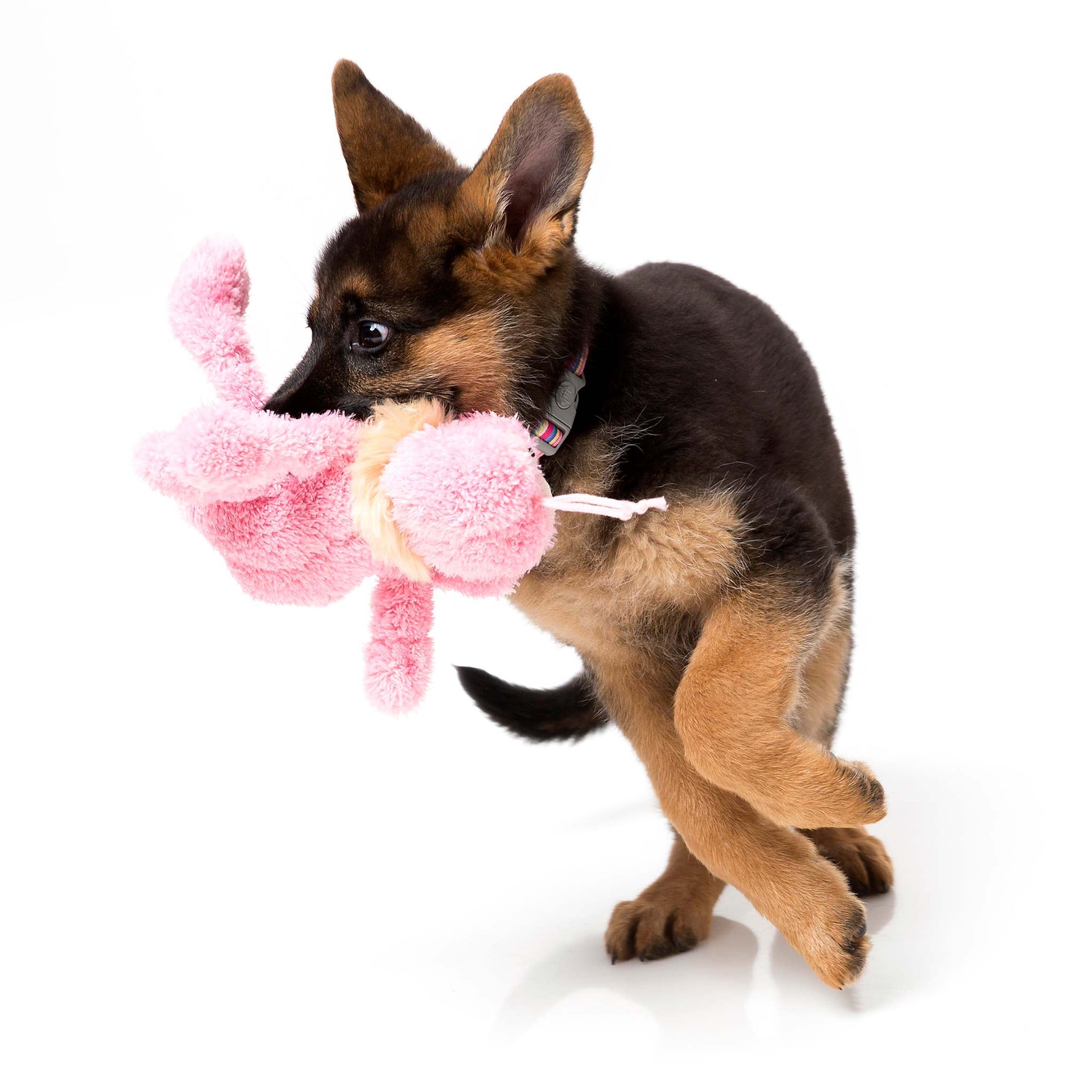 Fuzzyard Scratchy Flea