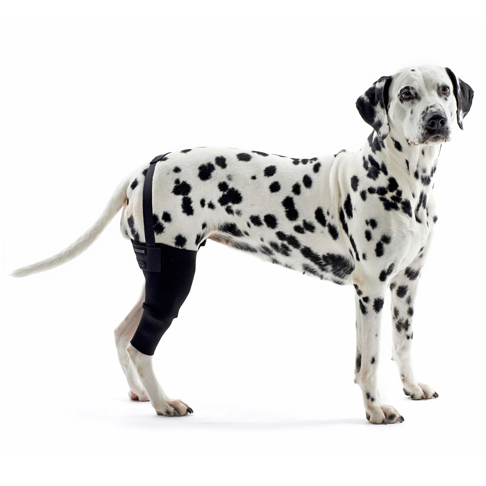 Stifle Brace Acl Knee Brace For Small Dogs Kruuse Rehab Knee Brace