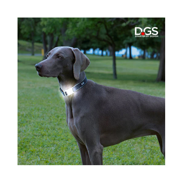 DGS Comet LED Safety Collar