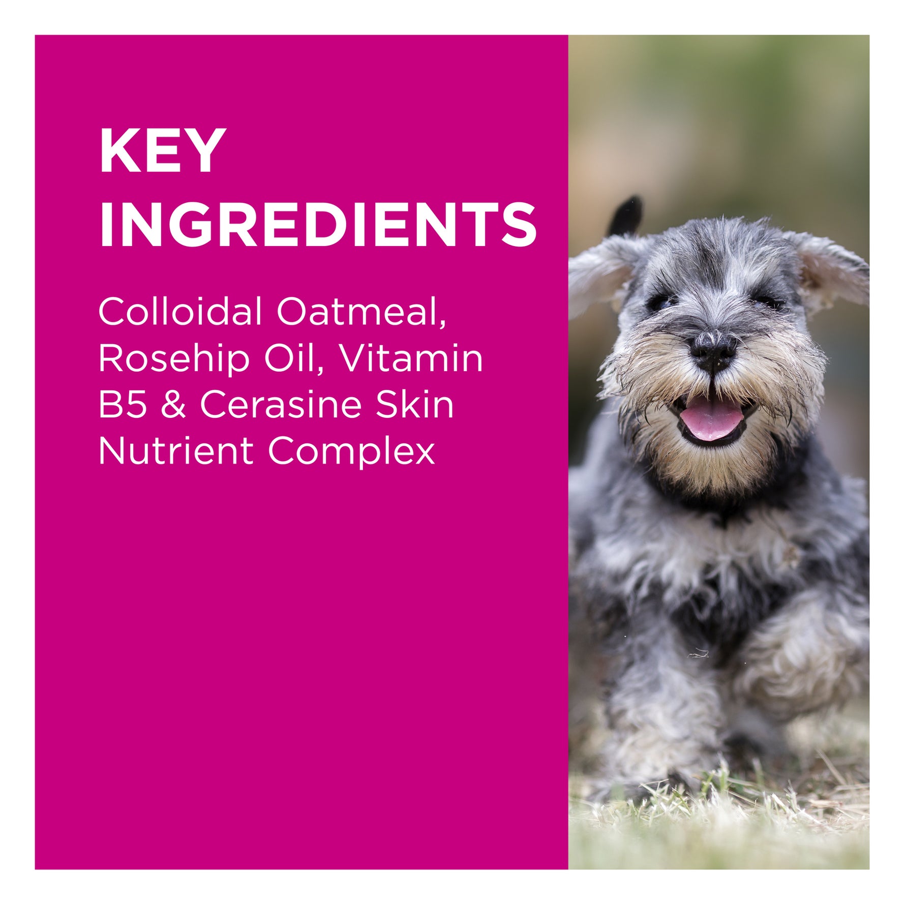 PAW NutriDerm Itchy Skin Duo Pack