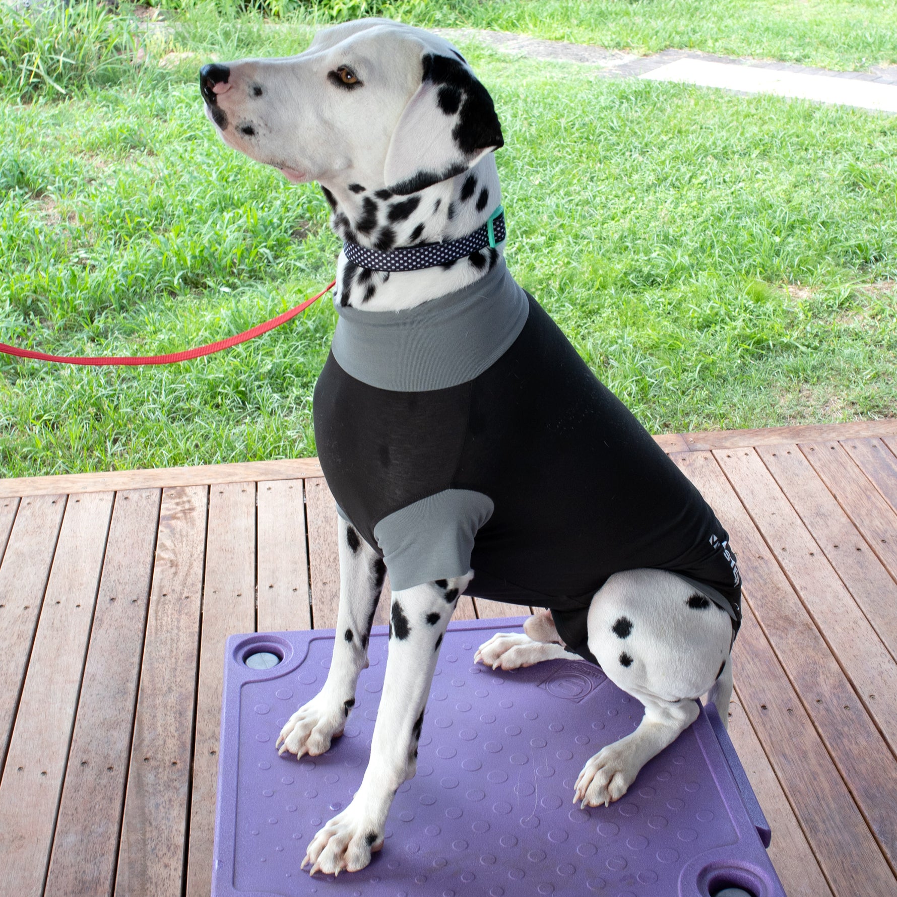 Buster Body Suit for Dogs