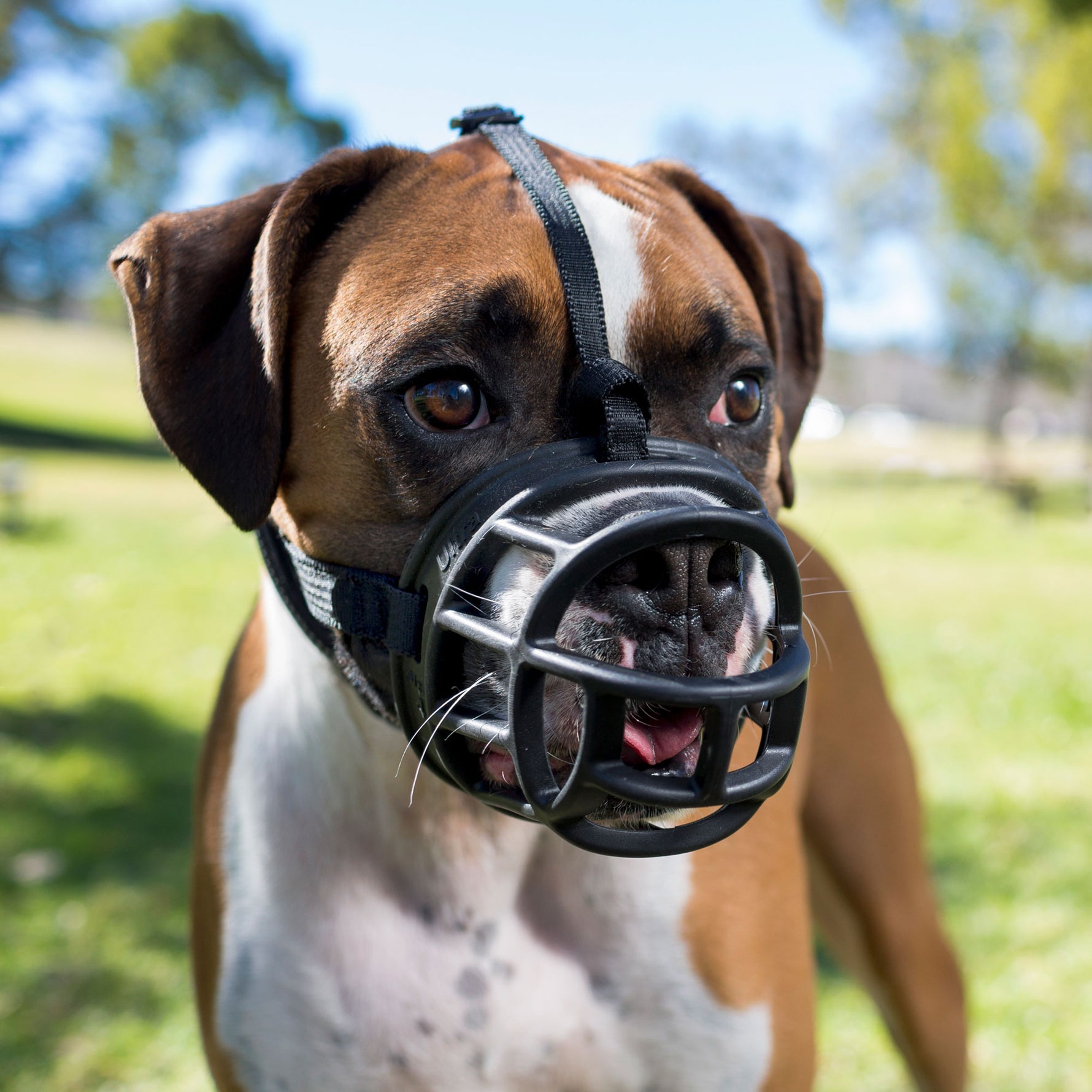 Baskerville Ultra Muzzle for Dogs