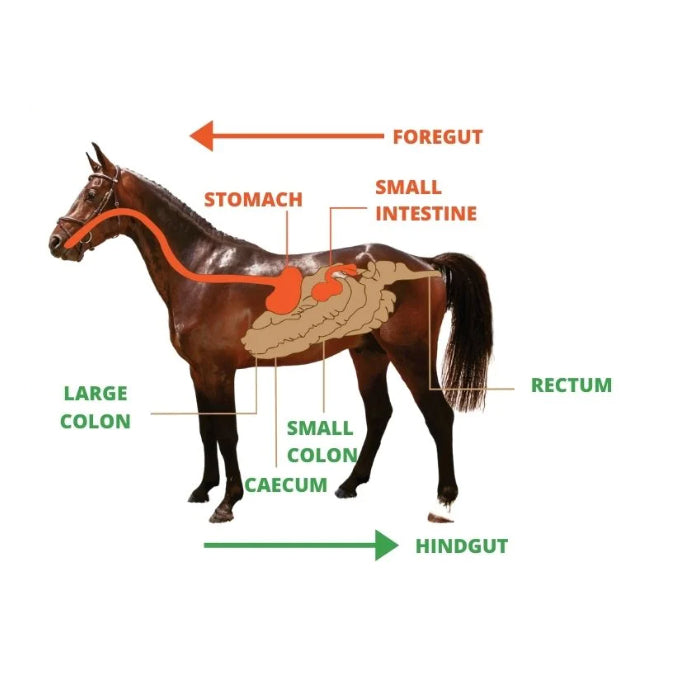 CEN Ulcer Protect