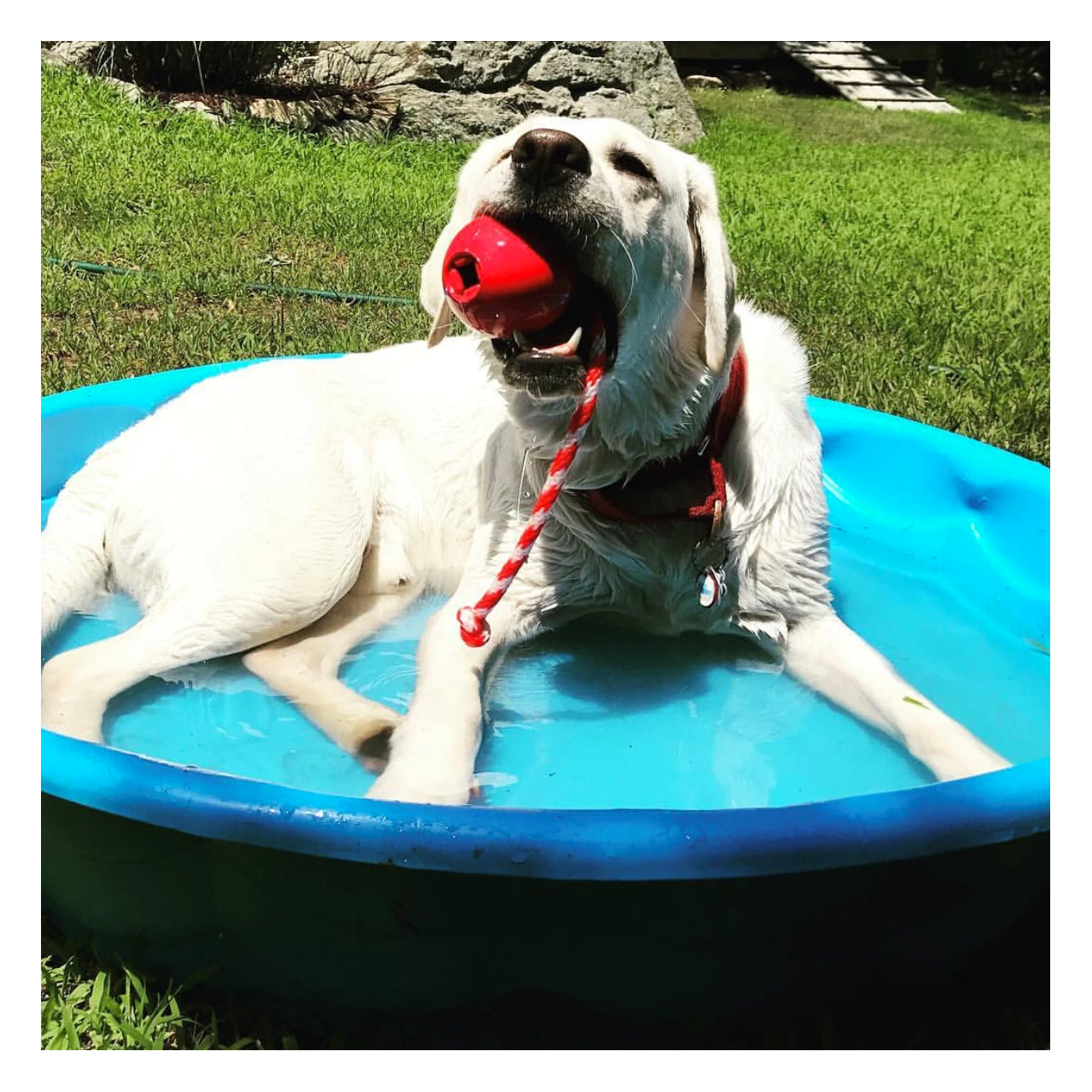 USA-K9 Cherry Bomb Chew & Tug Toy