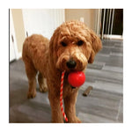 USA-K9 Cherry Bomb Chew & Tug Toy