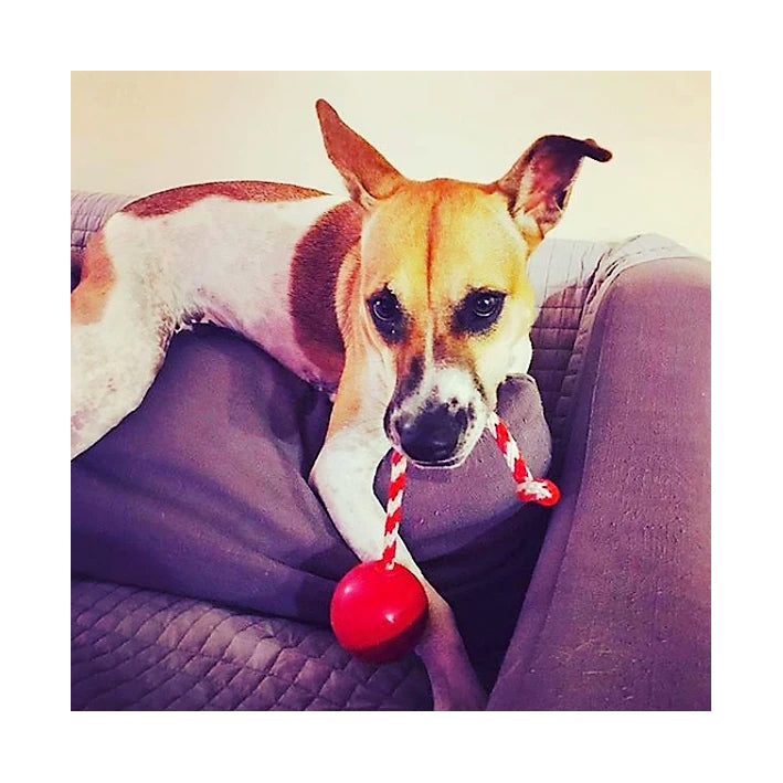 USA-K9 Cherry Bomb Chew & Tug Toy
