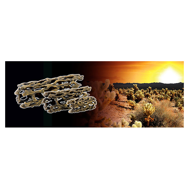 Exo Terra Cholla Cactus Skeleton