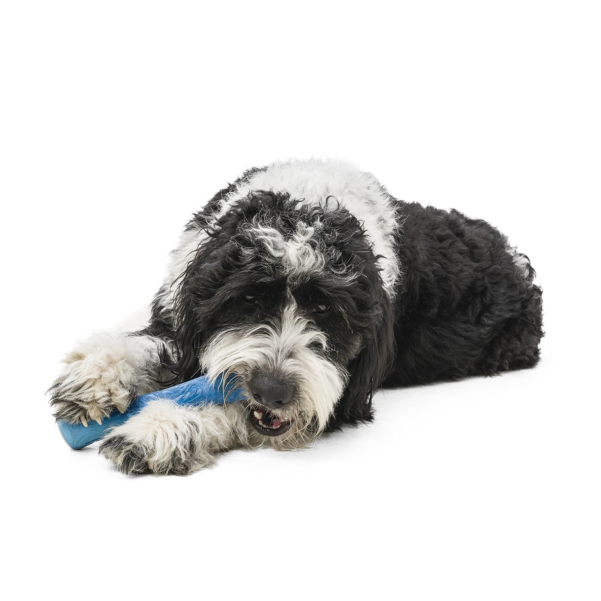 West Paw Drifty Fetch Dog Toy