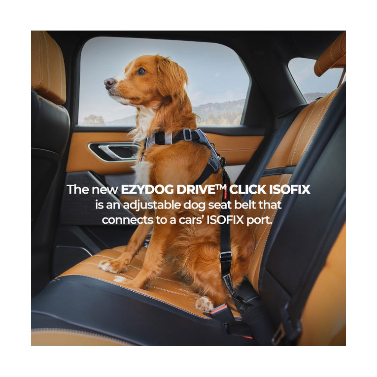 EzyDog Click Dog Seat Belt - ISOFIX