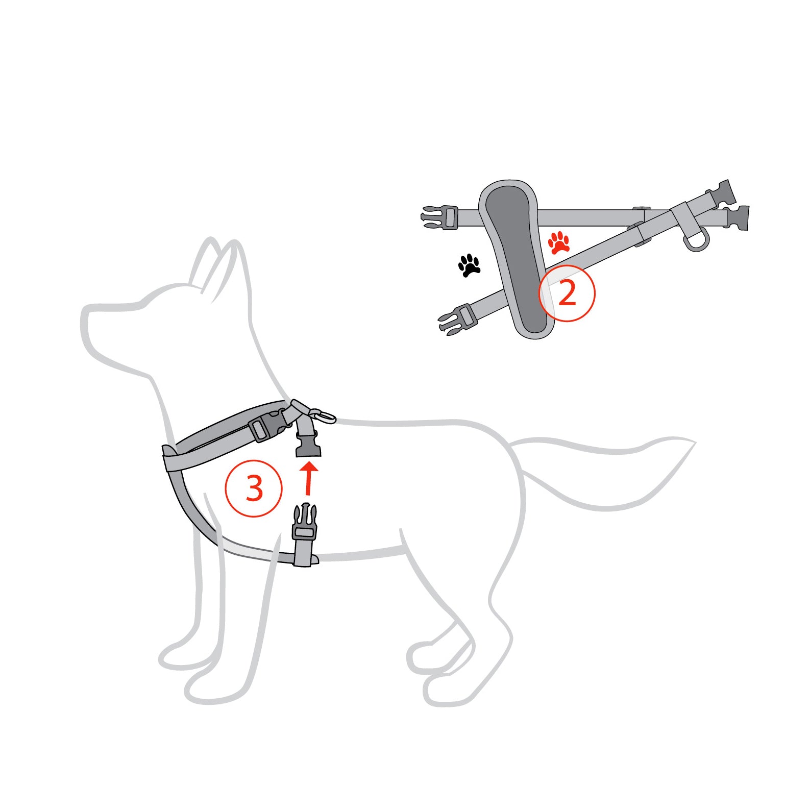 EzyDog Chest Plate Harness vet-n-pet DIRECT