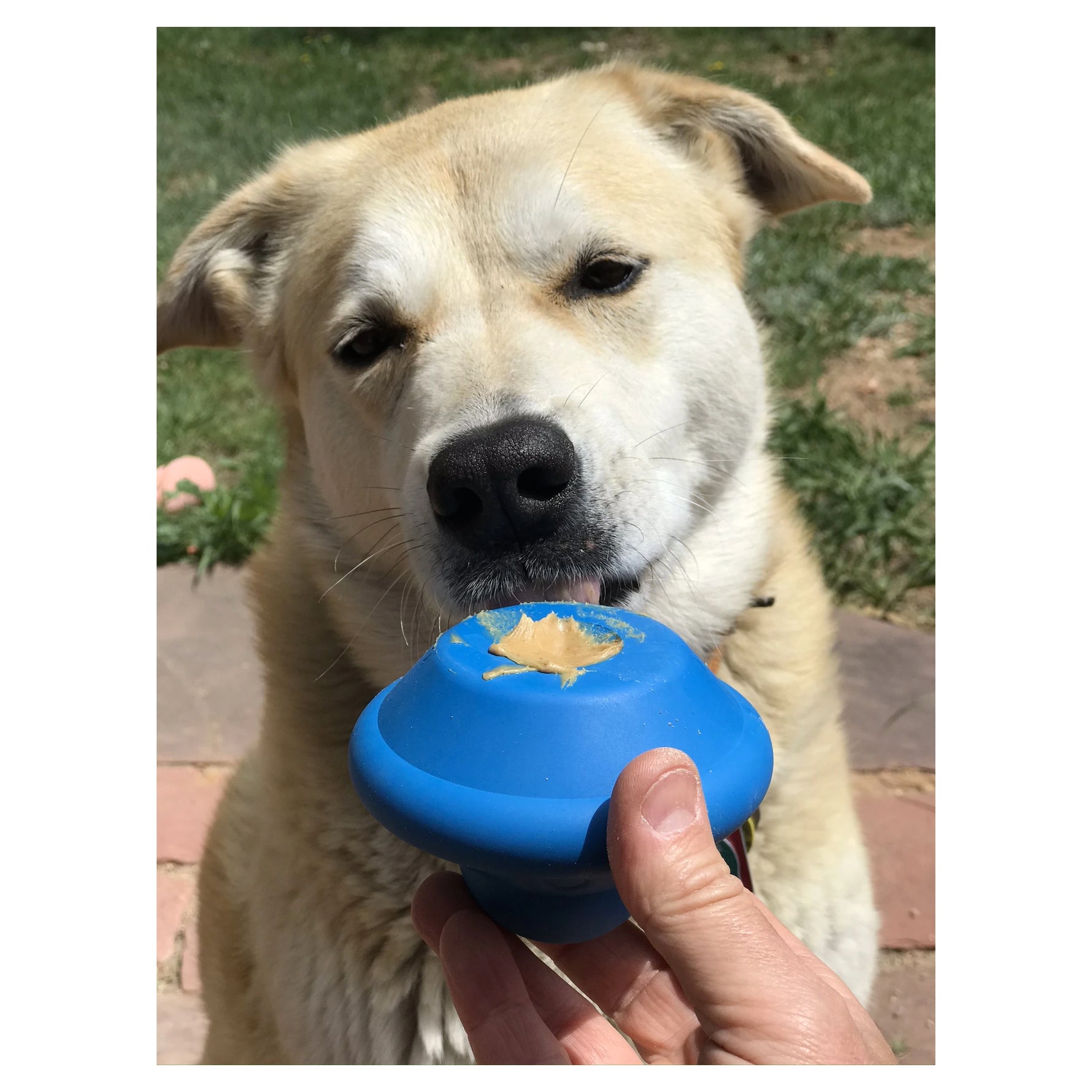 Spotnik Flying Saucer Chew Toy & Treat Dispenser