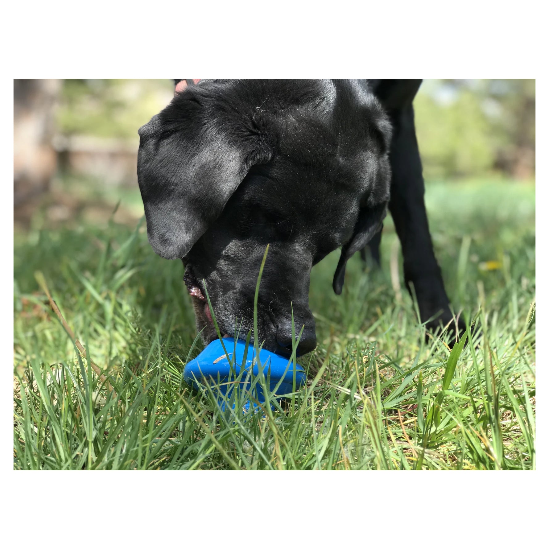 Spotnik Flying Saucer Chew Toy & Treat Dispenser
