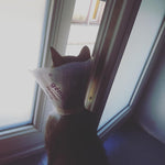 Funcol Elizabethan E Collar