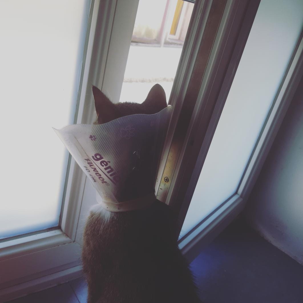 Funcol Elizabethan E Collar
