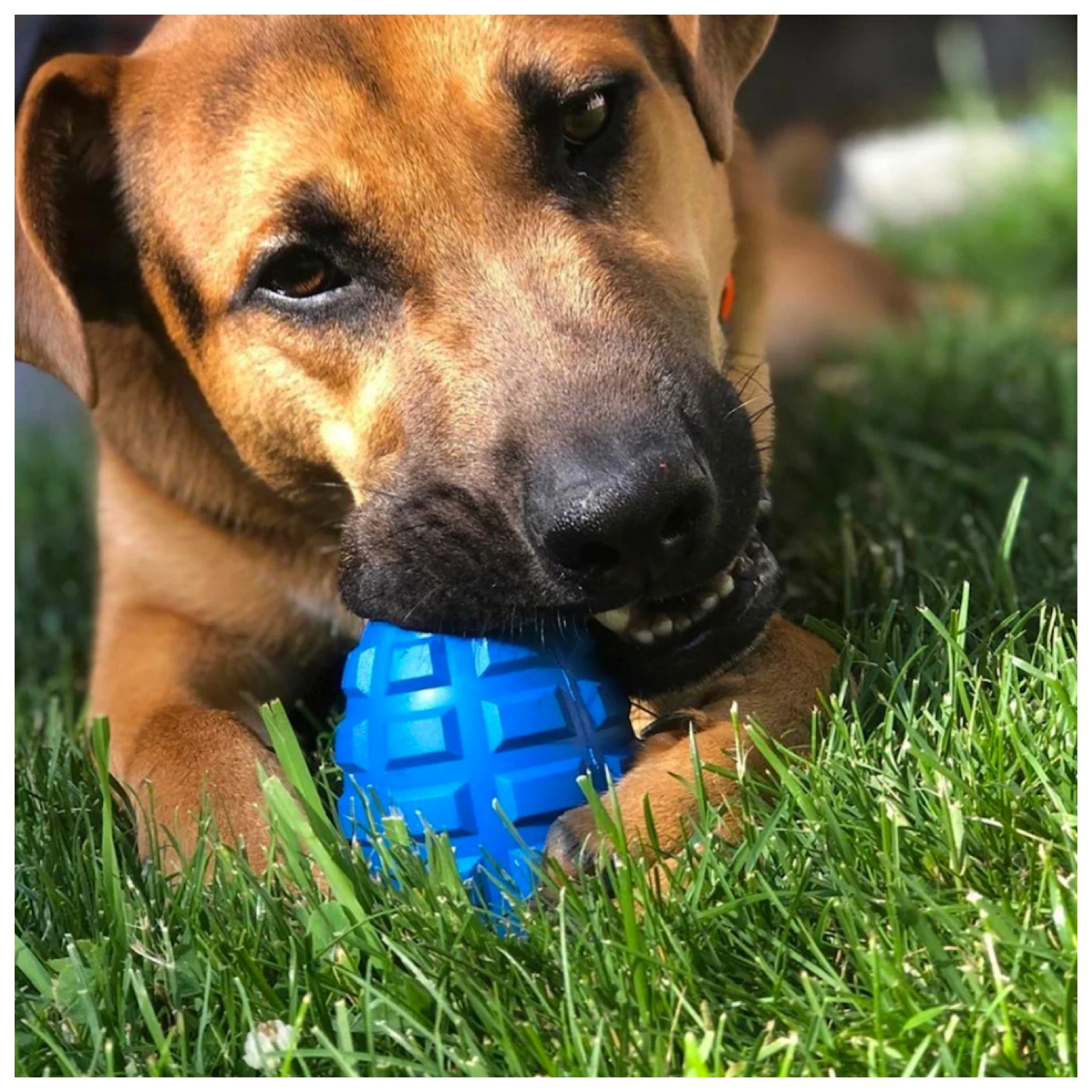 USA-K9 Grenade Rubber Treat Dispensing & Chew Toy