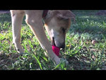 SodaPup Chew & Treat Dispensing Can Toy for Teething Pups