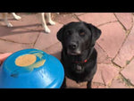 Spotnik Flying Saucer Chew Toy & Treat Dispenser