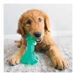 KONG Squeezz Dental Bone
