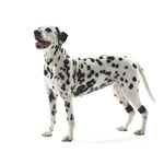Kruuse Rehab Weighted Cuffs for Dogs - 1 Pair