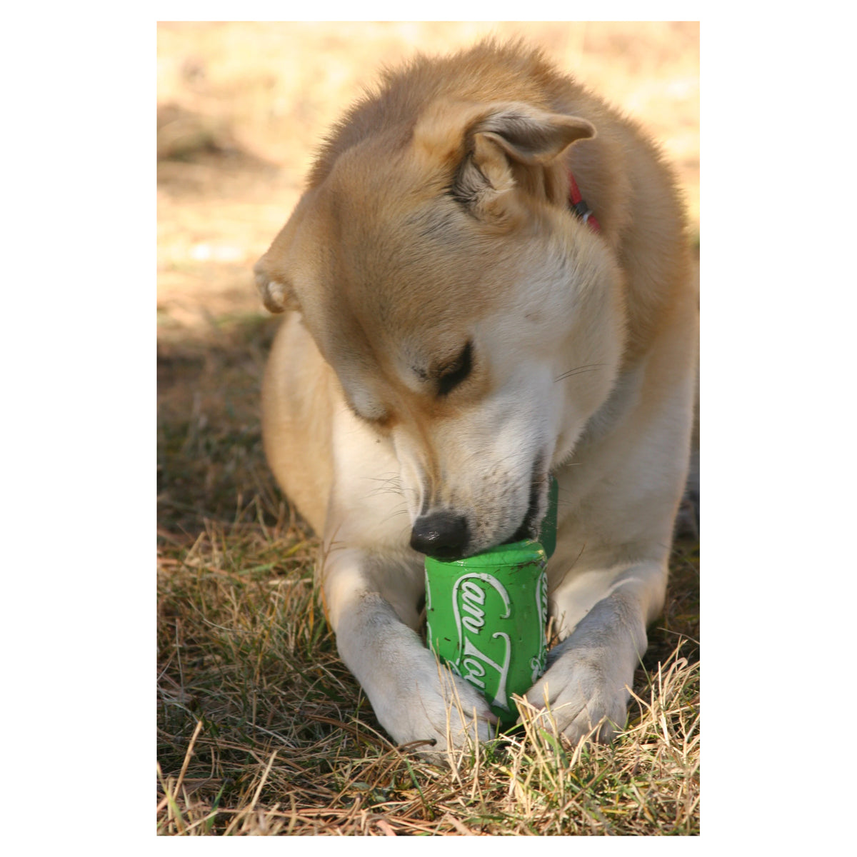 SodaPup Chew &amp; Treat Dispensing Can Toy