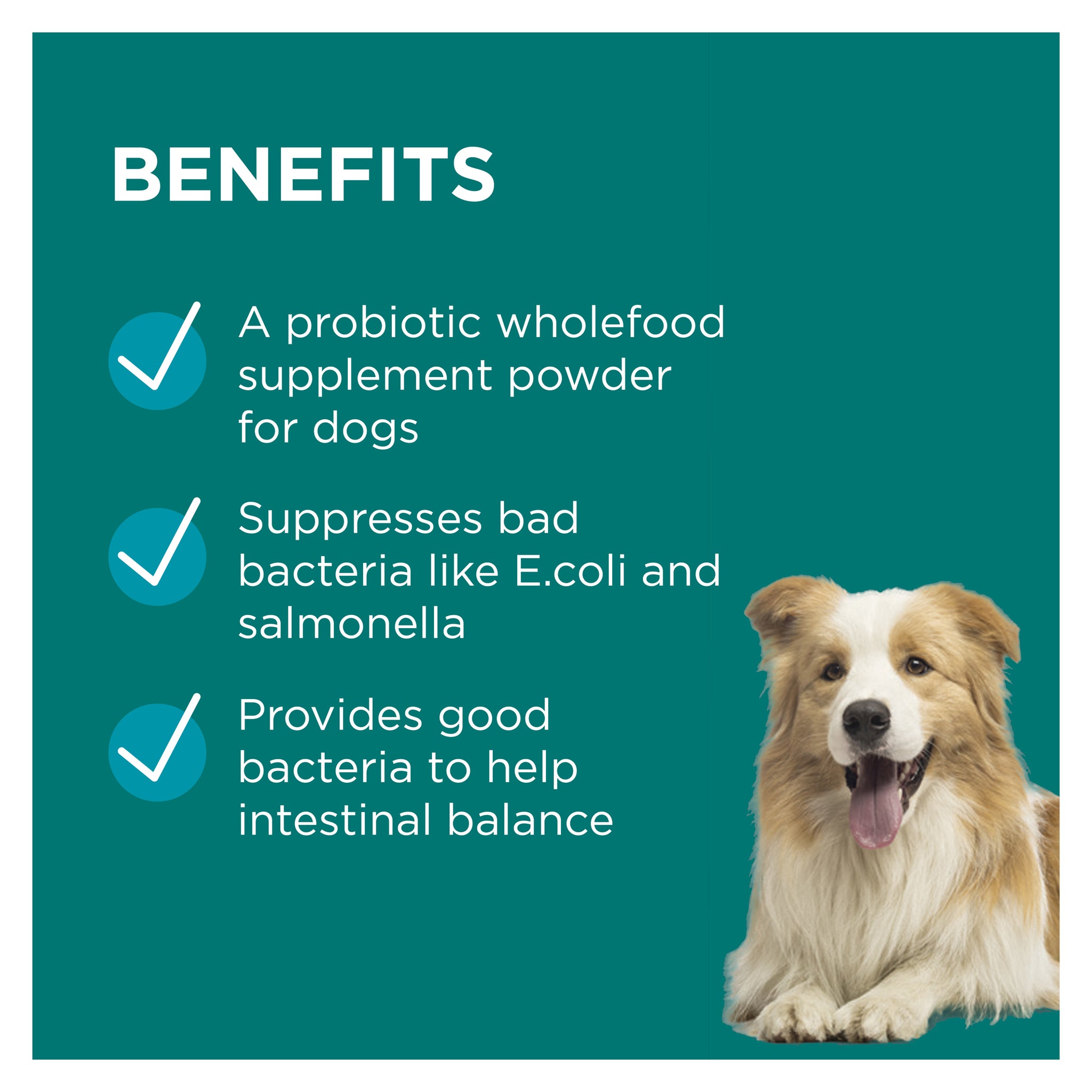 news-1-1 PAW DigestiCare Multistrain Probiotic 150g | vet-n-pet DIRECT