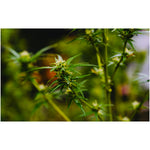 Pawsome Organics Hemp Nectar for Dogs & Cats