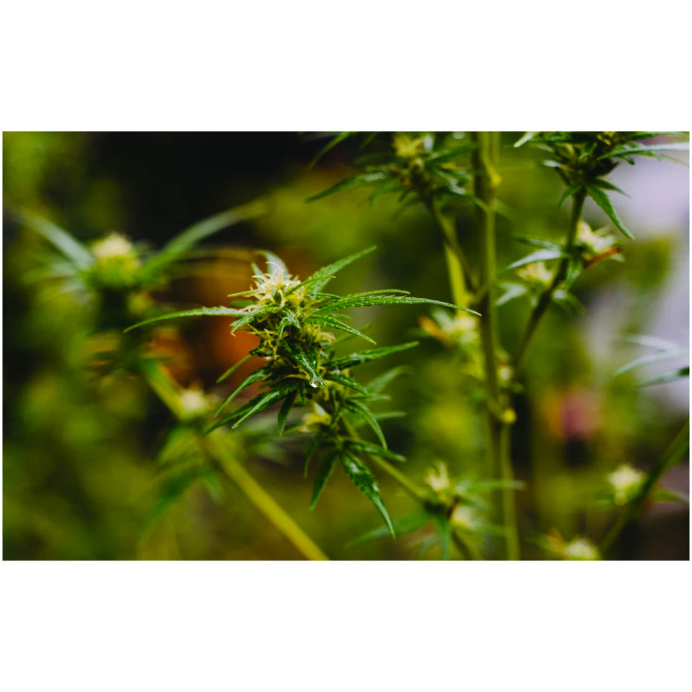 Pawsome Organics Hemp Nectar for Dogs & Cats