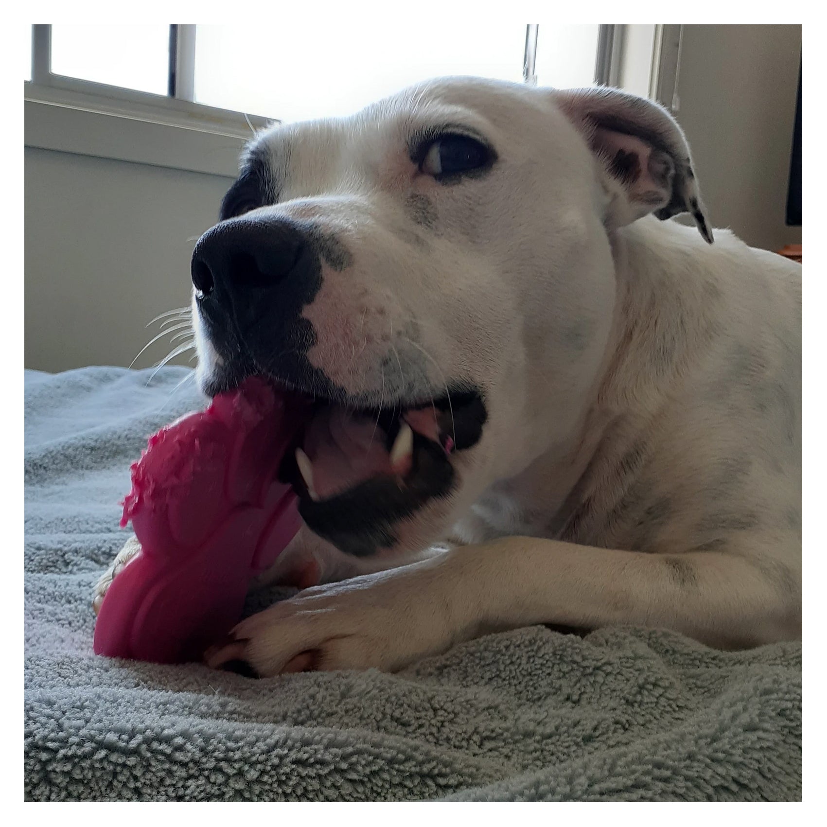 SodaPup Nylon Pink Paw Print Chew Toy