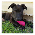 SodaPup Chew & Treat Dispensing Can Toy for Teething Pups