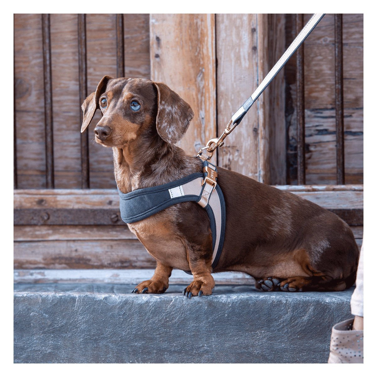 Rogz Urban Small Dog Adjustable Fast Fit Harness