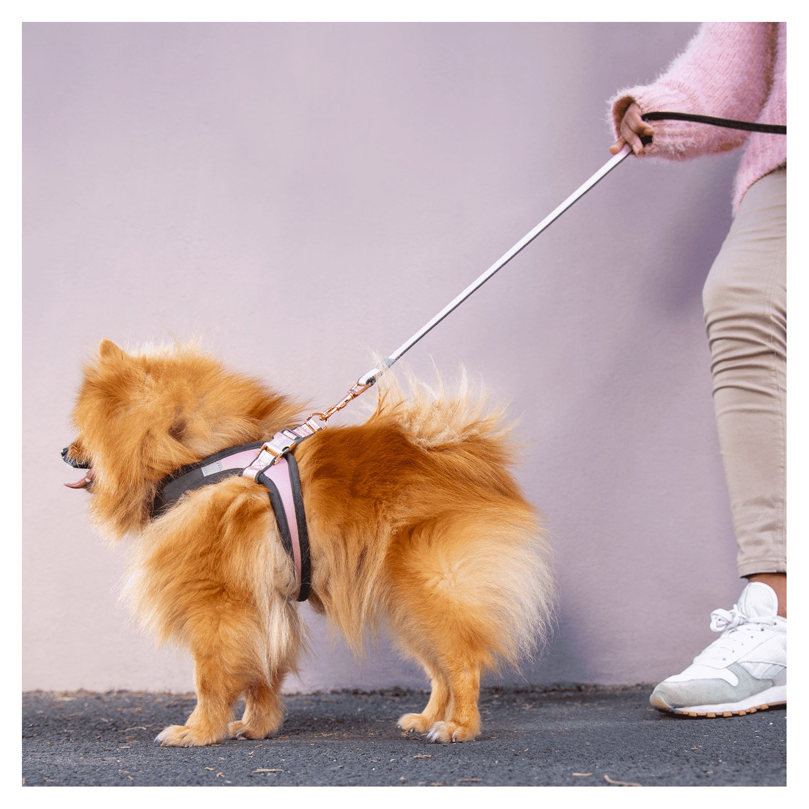 Rogz Urban Classsic Lead