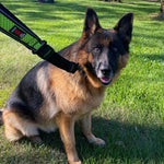 Scream Reflective Bungee Leash with Padded Handle