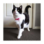 Scream Reflective Adjustable Nylon Cat Collar