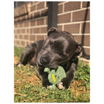 USA-K9 Skull & Cross Bones Ultra Durable Nylon Chew Toy