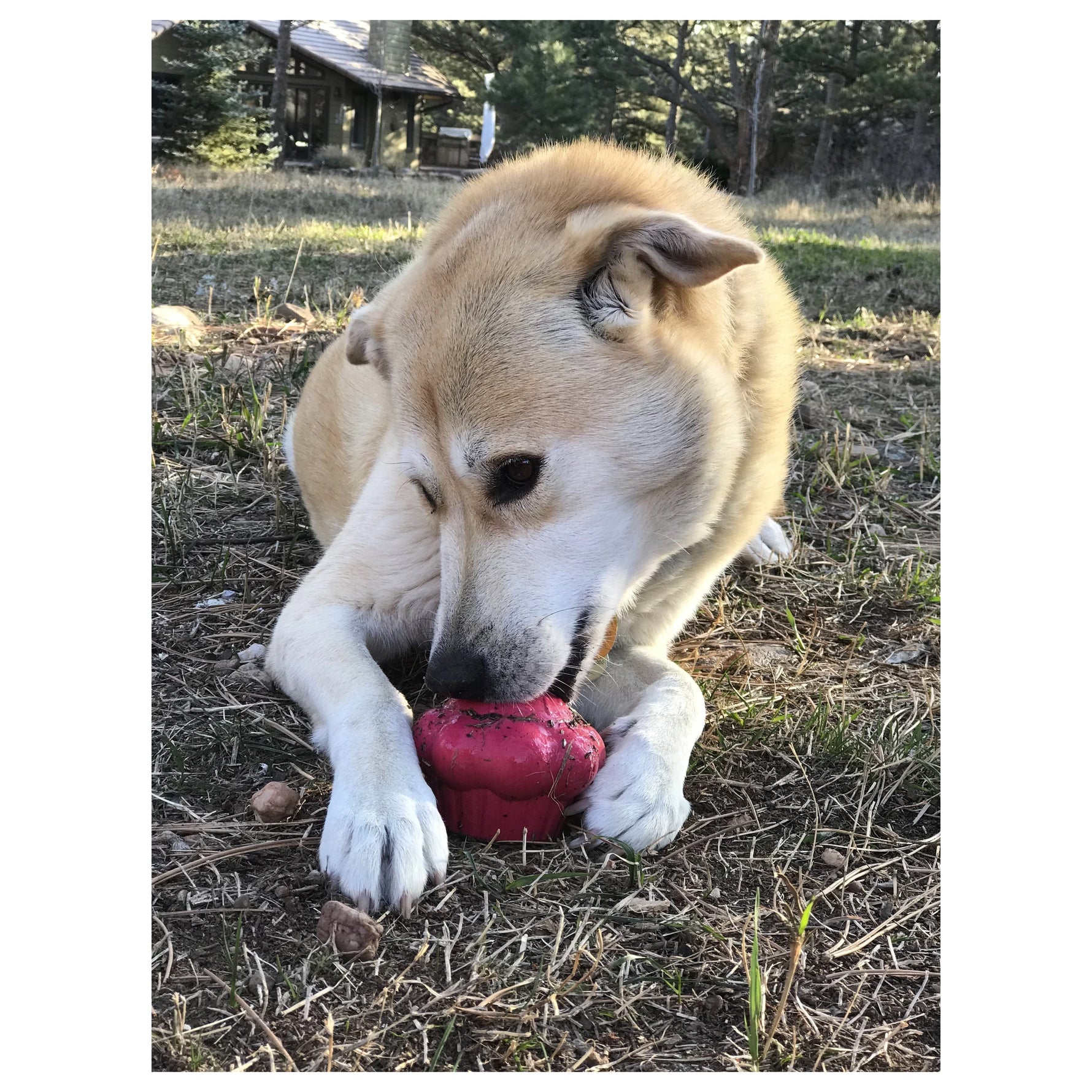 Mutts Kick Butt Rubber Cupcake Chew Toy & Treat Dispenser