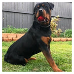 Stars & Stripes Dental Ball & Durable Chew Toy