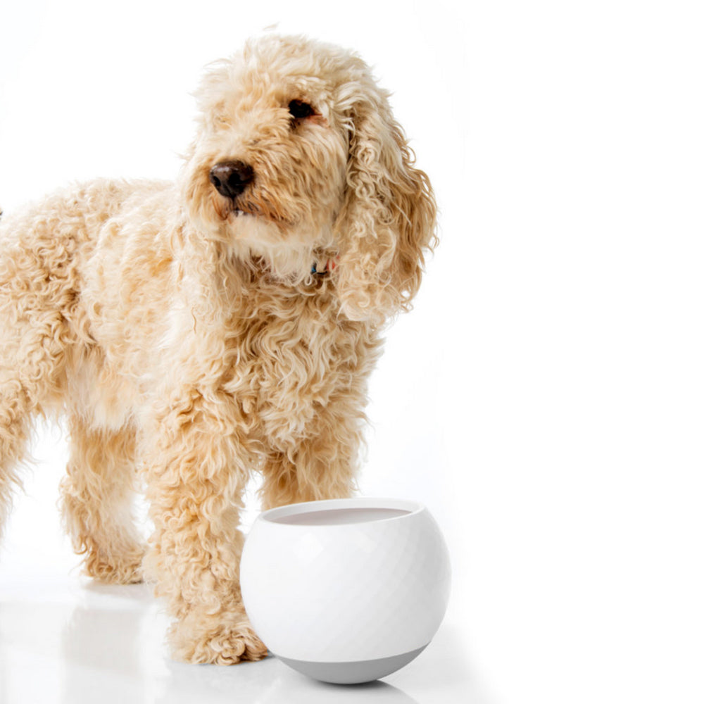 All Fur You Wobbler Slow Feeder Bowl